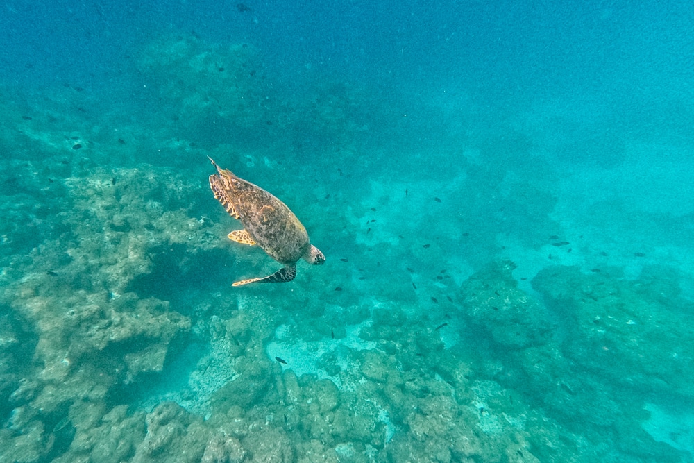 DCIM100GOPROGP010039.JPG DCIM100GOPROGP010039.JPG