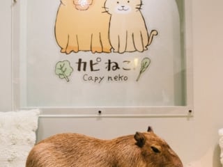 Whimsy Soul - Japan Trip tokyo-122