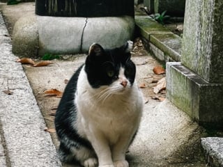 Whimsy Soul - Kyoto itinerary-109