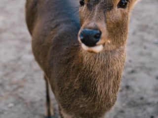 Whimsy Soul - Nara Deer Park Japan-105