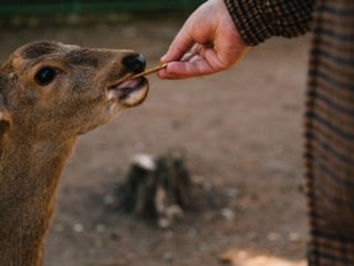 Whimsy Soul - Nara Deer Park Japan-112
