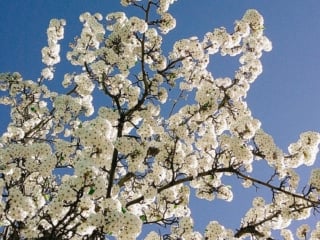 Whimsy Soul - Camp Snap camera-110